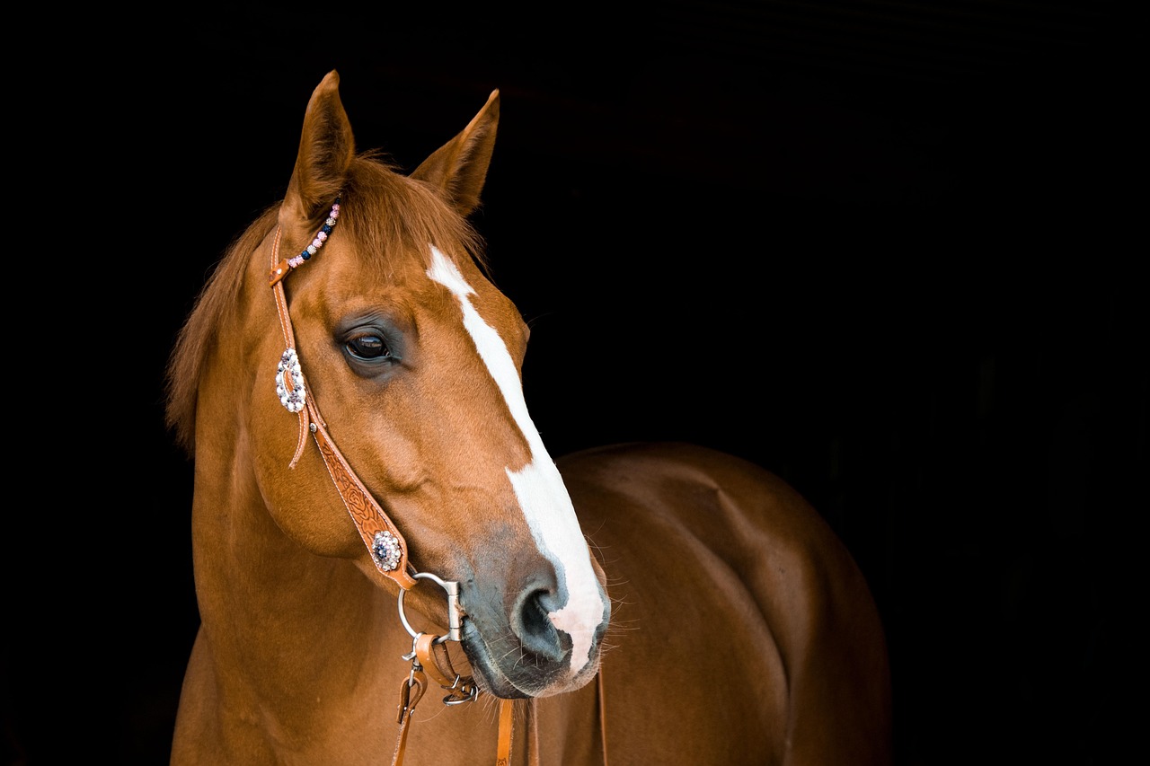 equestrian center arena exterior